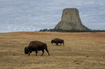 Buffalo grazing near Devil's Tower