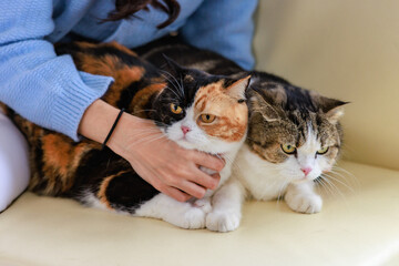 Millennial Asian young kindly cheerful female owner sitting on cozy sofa couch smiling holding hugging cuddling two short hair cute little domestic kitten furry purebreed pussycat pet friend at home