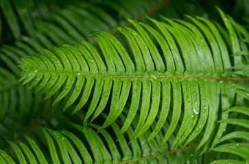 Fern frond with water droplets