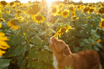 dog in sunflowers. cute nova scotia retriever in a field of flowers. Pet in nature - obrazy, fototapety, plakaty