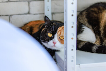 Portrait studio closeup shot eyes pair of cute fat little tricolor short hair purebred kitten pussycat pet friend laying down playing hiding and seek behind pillows on bed in bedroom at home