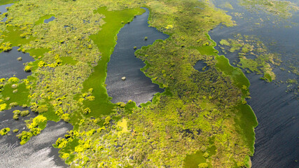 Lake or swamp with tropical vegetation and aquatic plants. Kumana National Park, Sri Lanka.