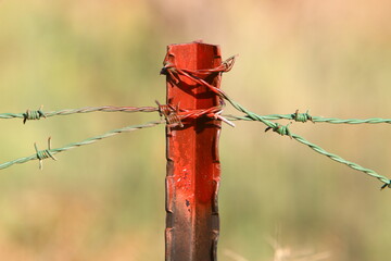 Green plants around a barbed wire fence.