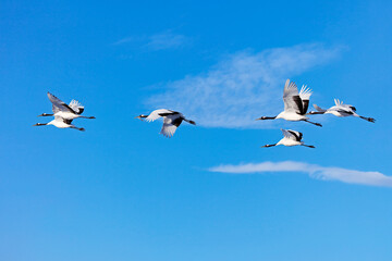 Obraz premium 飛翔する鶴（阿寒町）