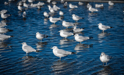 big group of seagulls on the water