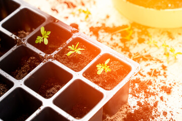 preparation of seedlings, the season of planting vegetables, a concept