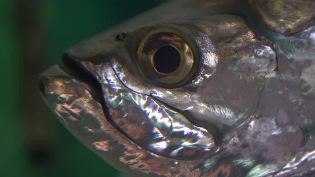 Extreme close up shot of an atlantic tarpon, megalops atlanticus, ray-finned fish species.