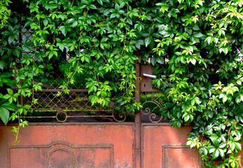 lush green ivy with waxy leaves with dense foliage in bright light climbing on old grunge . background image. grown and climbing on old grunge metal chain link fence. freshness and outdoors concept