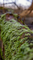 Joachimsthal im Herbst