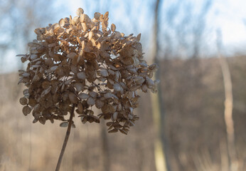 Hydrangea in Hibernation: Close-Up of Dried Flower