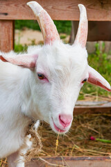 White domestic goat eating a blade of grass, portrait of a cute smiling goat