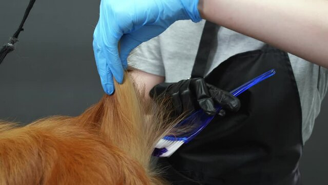 Woman groomer is coloring fluffy fur tail of ginger spitz dog in purple color, close-up view. She applying paint on dog's hair using brush. Hygienic and beauty procedures for pets s in grooming salon.