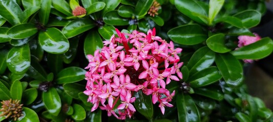 a thickly leafed honey blossom with green leaves