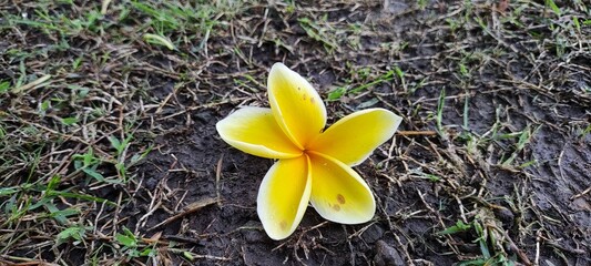 Grass with fallen frangipani blooms that can be picked up