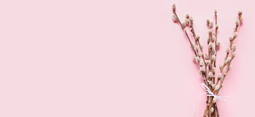 Pussy willow branches on pink background with space for text