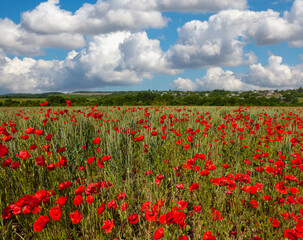 Amazing spring poppy field landscape against colorful sky and light clouds