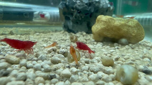 A few red cherry shrimp in an aquarium. Several red and others less red younger specimens. A few rocks in the background and many pebbles on the ground level. Recorded on 4k quality in 30 fps