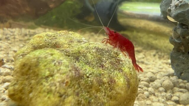 A red cherry shrimp on a rock inside an aquarium. Other younger smaller shrimp swim near by. Recorded on an iPhone13 pro on 4k quality at 30 fps.