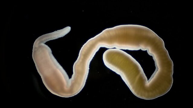 Nemertea worm Cephalothrix linearis under a microscope, class Palaeonemertea, order Archinemertea. The specimen was found in Barents Sea.