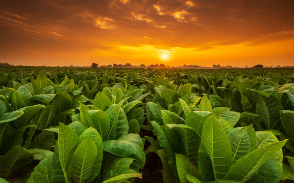 Young green tobacco plant in field at Sukhothai province northern of Thailand