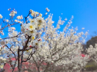 日本の早春の風景、梅の花のクローズアップ写真