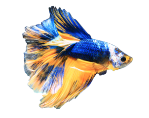 beautiful betta fish on transparent background