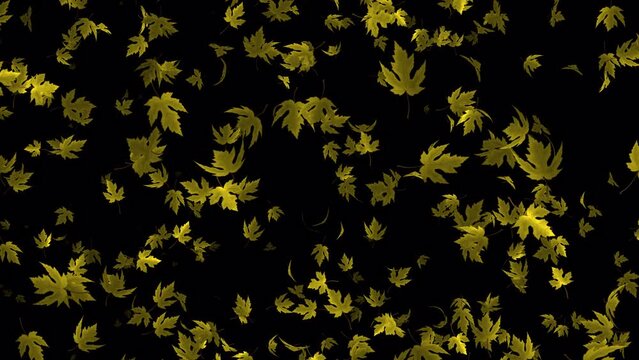 Yellow maple Leaves falling animation in 4K Ultra HD, Leaves flying animation with transparent background