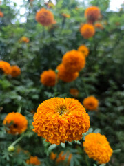 綺麗に咲き誇るマリーゴールド