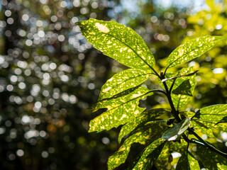 朝の光とアオキの葉