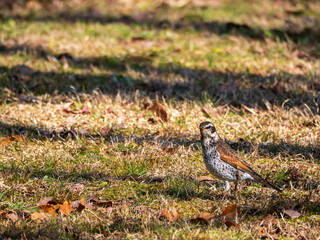 草むらのツグミ