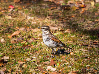 公園のツグミ