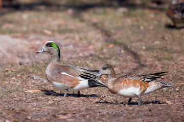 Obraz premium American Widgeon Pair 2