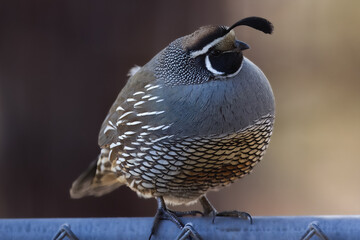 bird on a branch