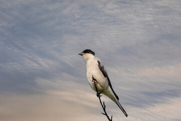 bird looking around  in woodland, Lesser Grey Shrike, Lanius minor	
