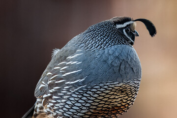 Male California Quail Portrait