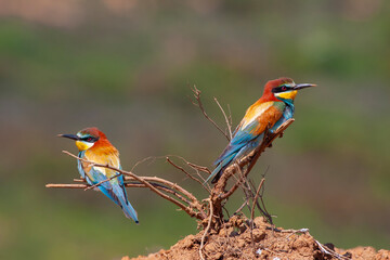 colourful bird watching around on the wood, European Bee-eater, Merops apiaster