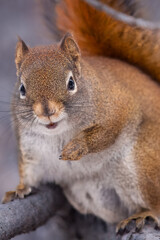 Red Squirrel