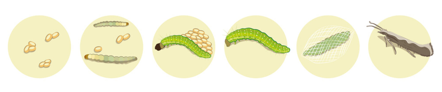Ilustraci&oacute;n con fondo transparente de desarrollo y crecimiento, ciclo de vida de insecto de polilla del repollo Plutella Xylostella, plagas de repollo, coliflor, br&oacute;coli.  