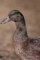 Duck Head shot