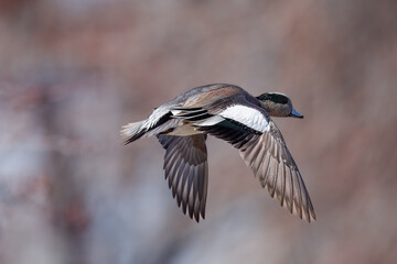 American Widgeon in Flight