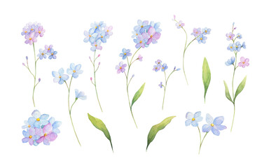Forget-me-not watercolor set isolated on white background. Spring floral watercolor collection. 