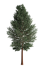 Obraz premium Tree transparent png view. isolated background.