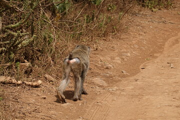 Kenya - Nairobi - Baboon in the bush