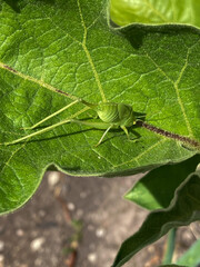 Katydid