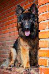 A male long-haired German Shepherd on the porch by a brick wall.