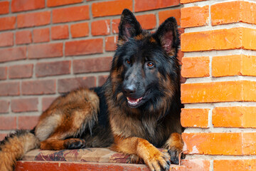 A male long-haired German Shepherd on the porch by a brick wall.