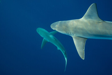 Sandbar Shark Swimming over a Galapagos Shark in Blue Water