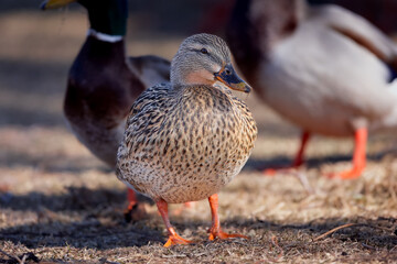 Female Mallard Duck resting in the shade