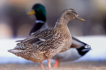 Female Mallard Duck