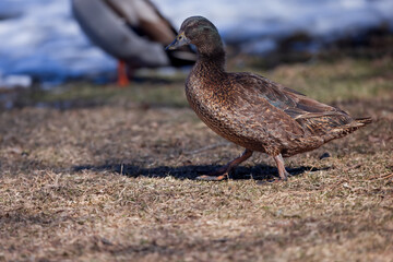 Beautiful Duck feeding in the grass
